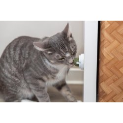 Catnip bold med holder